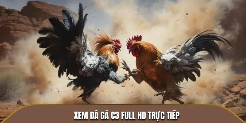 Xem Đá Gà C3 Full HD Trực Tiếp - Cược Uy Tín, Không Lo Gián Đoạn