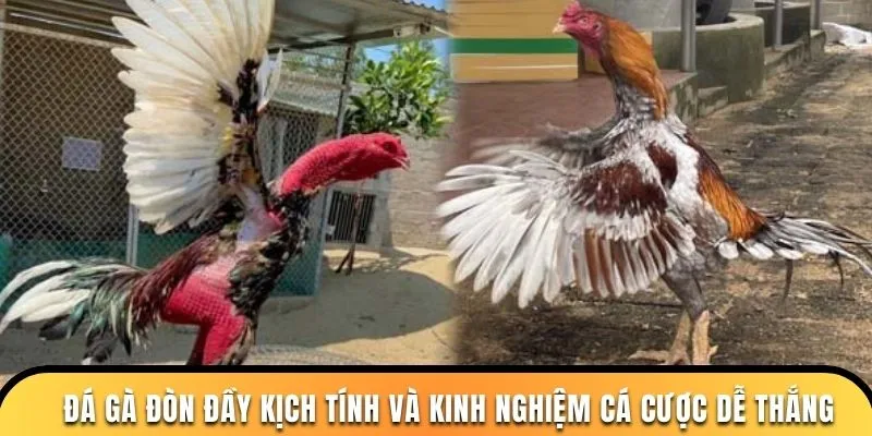 Đá Gà Đòn Đầy Kịch Tính Và Kinh Nghiệm Cá Cược Dễ Thắng